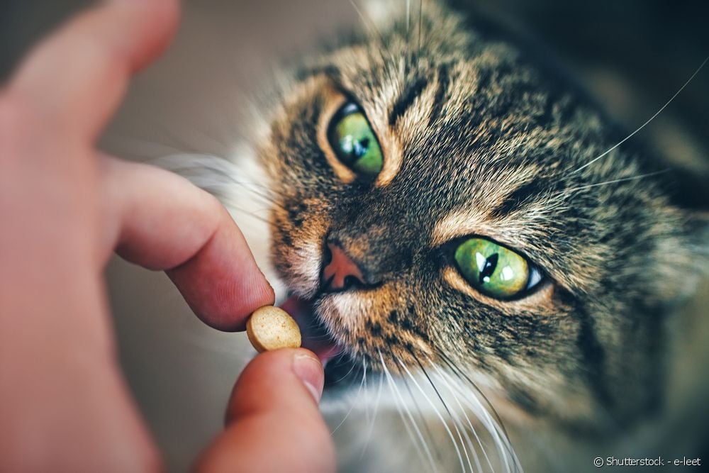  Vermifuge for cats: how to do feline prevention and when to repeat the dose