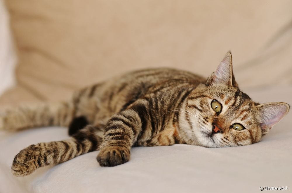  Vermifuge for cats: everything you need to know about preventing worms in domestic felines