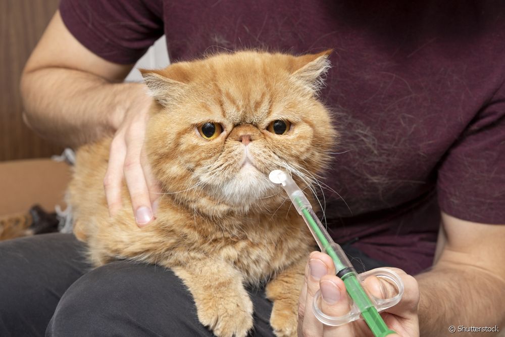  Vermifuge for cats: how much it costs and other effective ways to prevent worms