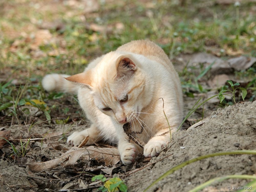  Feline Platinosomosis: veterinarian clarifies everything about the disease caused by the ingestion of lizards
