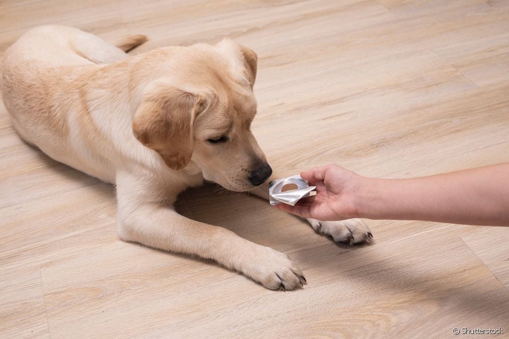  Dog worm medicine: what is the interval between doses of the dewormer?