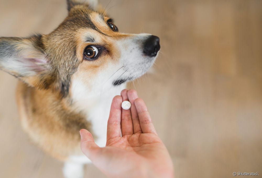  How to give dog worm medicine?