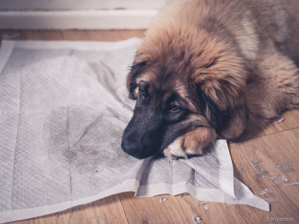  Dog toilet mat: how to make the puppy stop tearing and lying on the accessory?