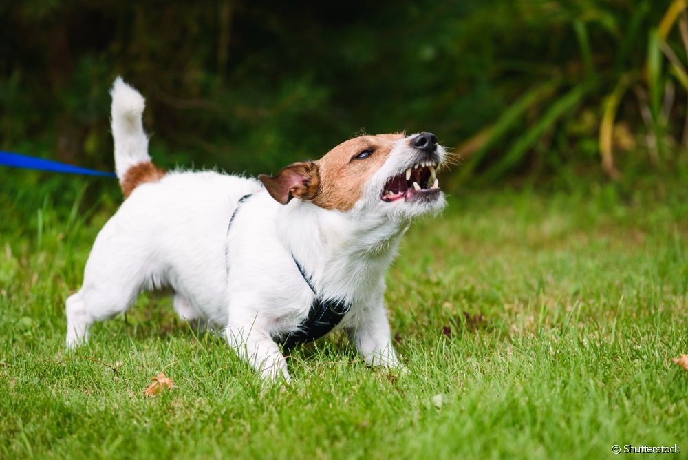  Reaktívny pes: tréner radí, čo robiť