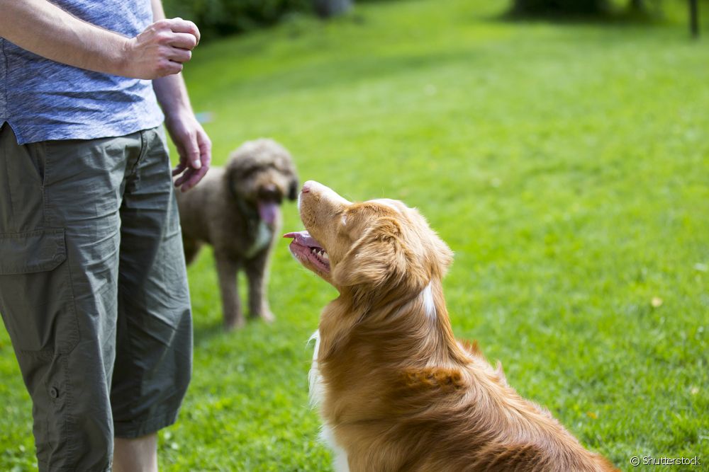  Co obnáší stát se trenérem psů? Přečtěte si o tom vše!