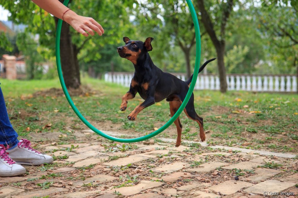  Adestramento de cans: 5 cousas que debes saber antes de adestrar o teu can