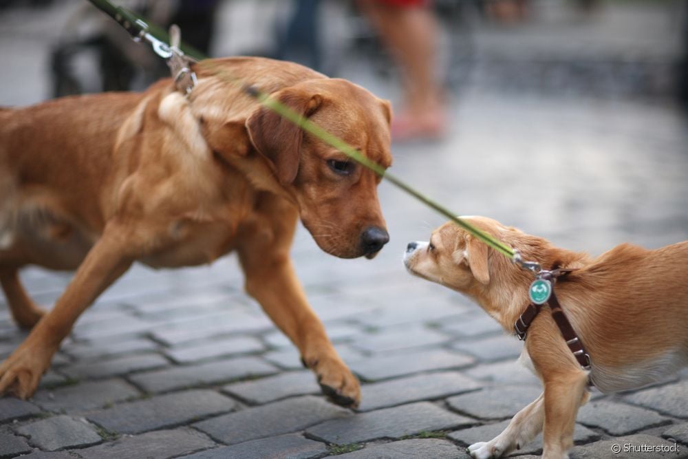  Con chó thống trị: bác sĩ thú y chuyên về hành vi đưa ra lời khuyên về cách giảm bớt hành vi