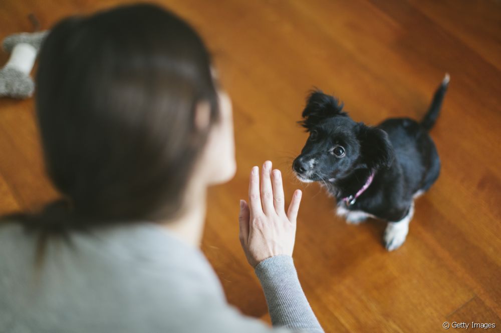  Bîra kûçikê çawa dixebite? Vê û meraqên din ên li ser mejiyê kûçikê bibînin