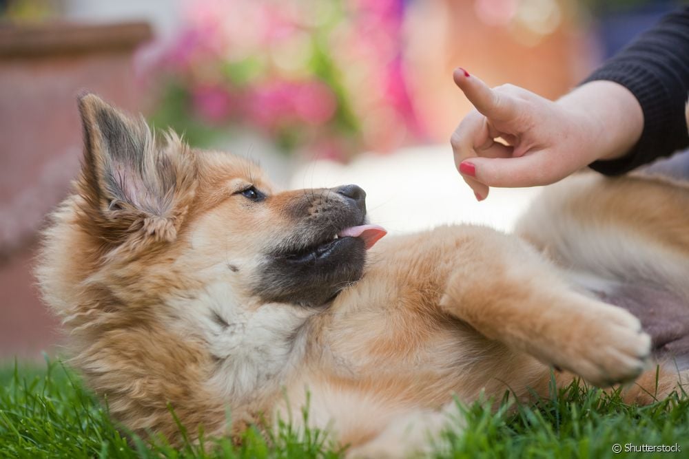  Kaip išmokyti savo šuniuką nustoti kąsti? Pateikiame keletą patarimų šiame žingsnis po žingsnio vadove!