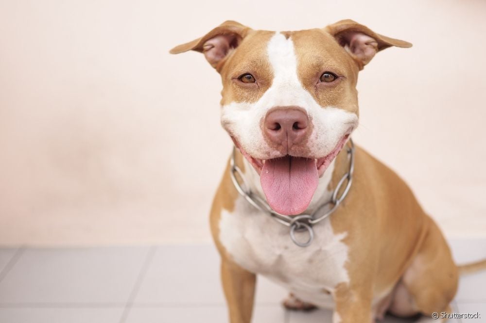  Pitbull: how should the breed be trained to avoid aggressive behavior?