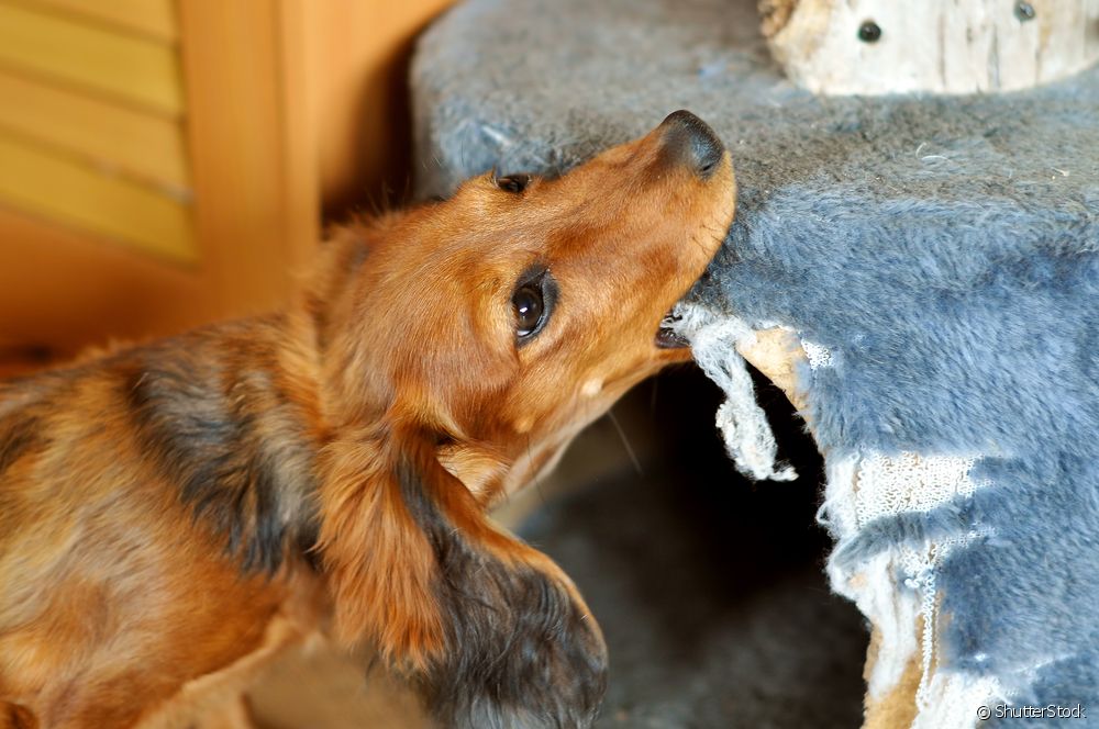  I repellenti per cani funzionano? Scoprite come funzionano i prodotti che impediscono al vostro cane di mordere i mobili.