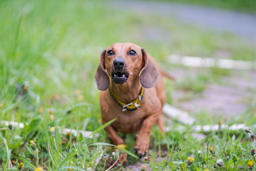  Refunfuños caninos: cómo afectan los cambios de humor a los perros