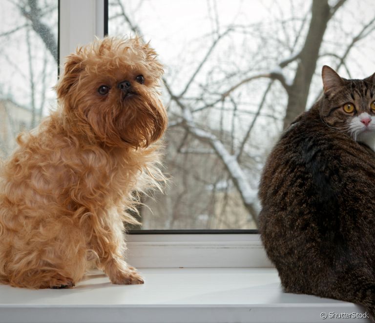  Šuo ir katė kartu: 8 gudrybės, kaip pagerinti sugyvenimą, ir 30 nuotraukų, kurias įsimylėsite!