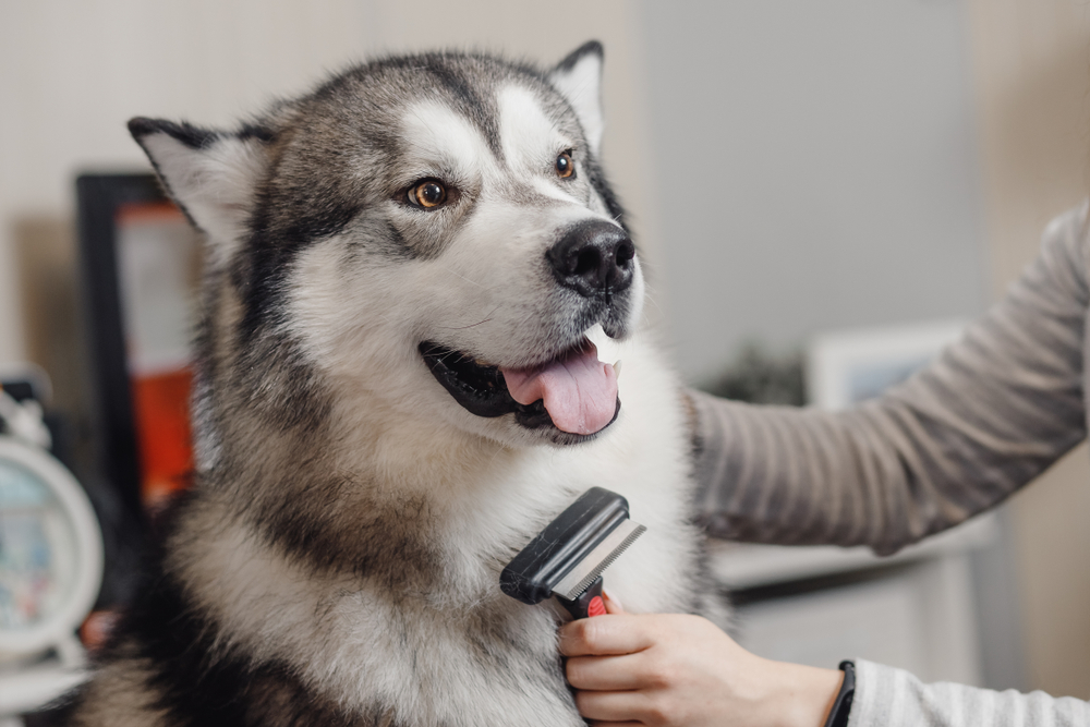 150 noms per a husky siberià: consulta la llista completa amb consells per anomenar la mascota
