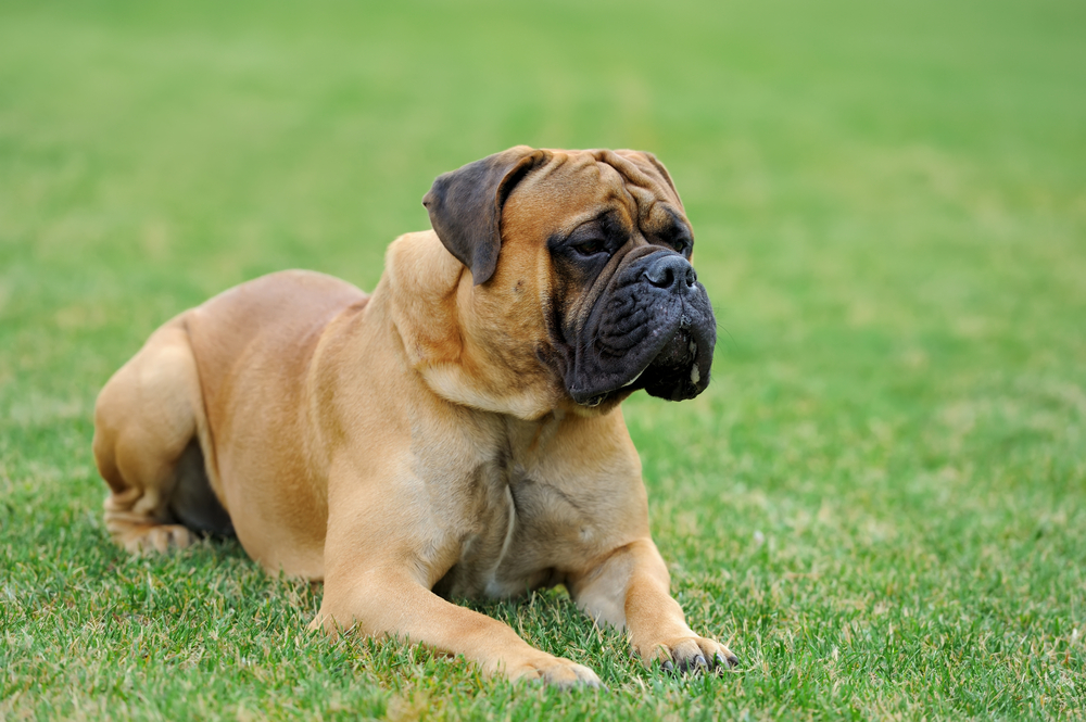  Molossian psi: upoznajte rase koje su dio grupe pasa