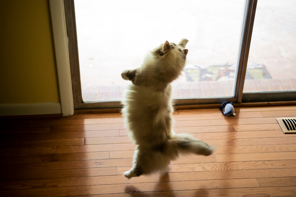 Cat Minuet (Napoleon): ikasi hanka motzeko arrazari buruz