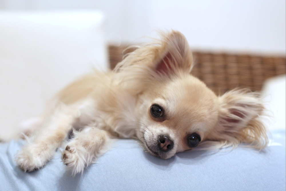  Chihuahua ခွေးအမည်များ- အိမ်မွေးတိရစ္ဆာန်လေးကို နာမည်ဘယ်လိုခေါ်ရမလဲ အကြံပြုချက် 150