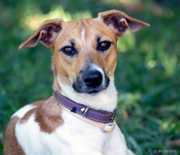  Las 20 razas de perro más populares en Brasil