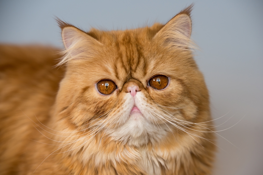 पर्शियन मांजरीची नावे: आपल्या मांजरीच्या जातीचे नाव देण्यासाठी 150 सूचना