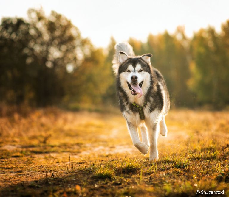  12 kuriositeter om Alaskan Malamute + galleri med bilder av den store hunderasen