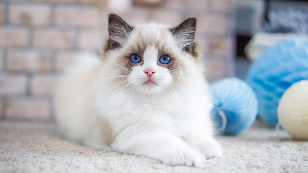  As 10 razas de gatos máis lindas e queridas do mundo