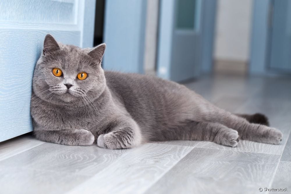  브라질에서 가장 인기 있는 ViraLata 고양이 유형은 무엇입니까?