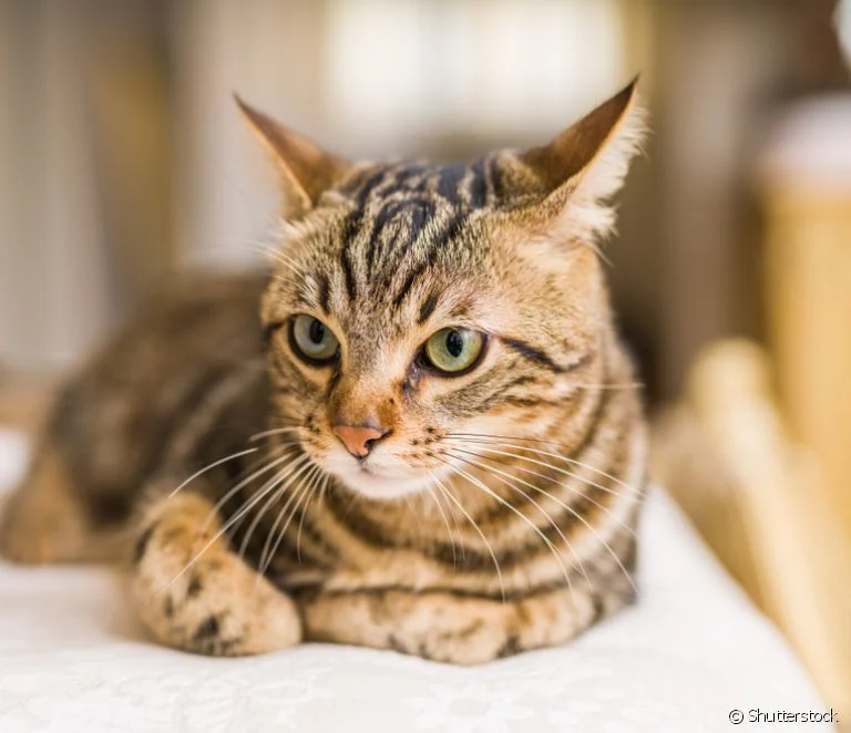  Տաբբի կատու. ամեն ինչ աշխարհում ամենահայտնի կատվի գույնի մասին (+ պատկերասրահ 50 լուսանկարով)