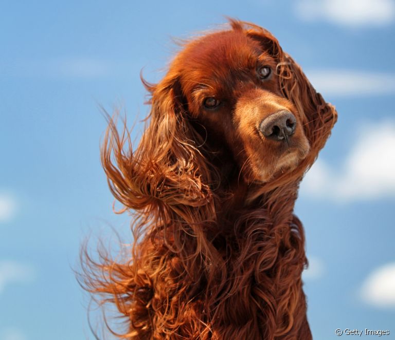  爱尔兰赛特犬：幼犬、价格、个性......了解该犬种的所有信息