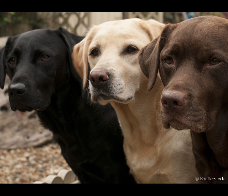  Лабрадор: темперамент, здоров'я, догляд та ціна цієї великої і дуже популярної породи собак