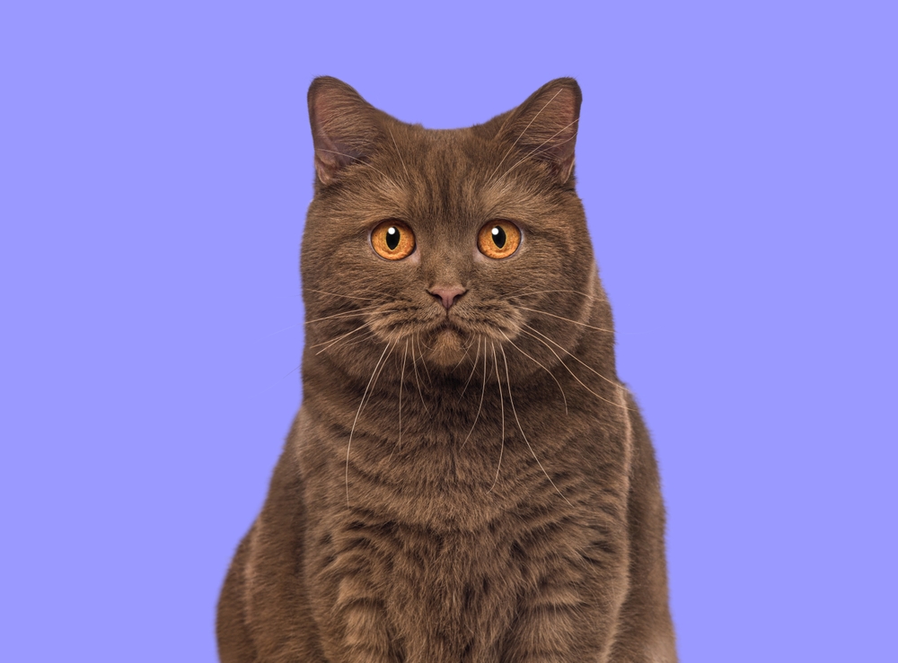  Շագանակագույն կատու. զարմանալի ցեղատեսակներ, որոնք կարող են ծնվել այս գերհազվագյուտ վերարկուի գույնով