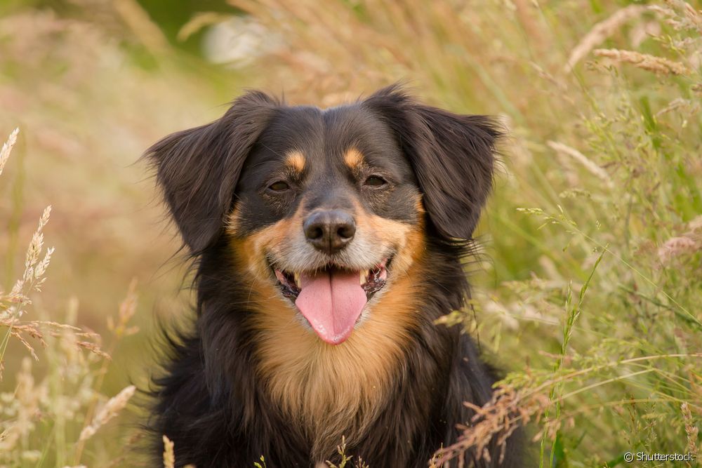  Snaakse honde name: 150 opsies om jou nuwe troeteldier te noem