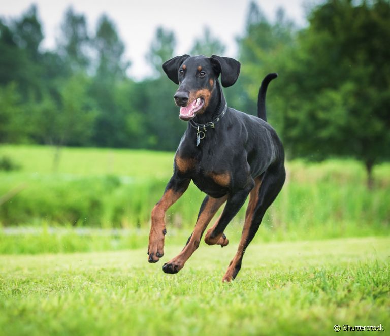  Doberman: temperamento, cuidados, salud, precio... conozca todo sobre esta raza de perro