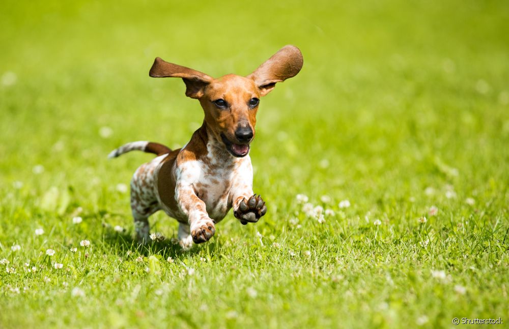  Anjing sosis: panasaran ngeunaan breed Dachshund