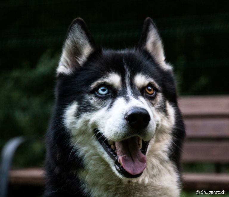  Siberian Husky: hvalpe, oprindelse, fodring, pleje, sundhed og adfærd hos denne store hunderace
