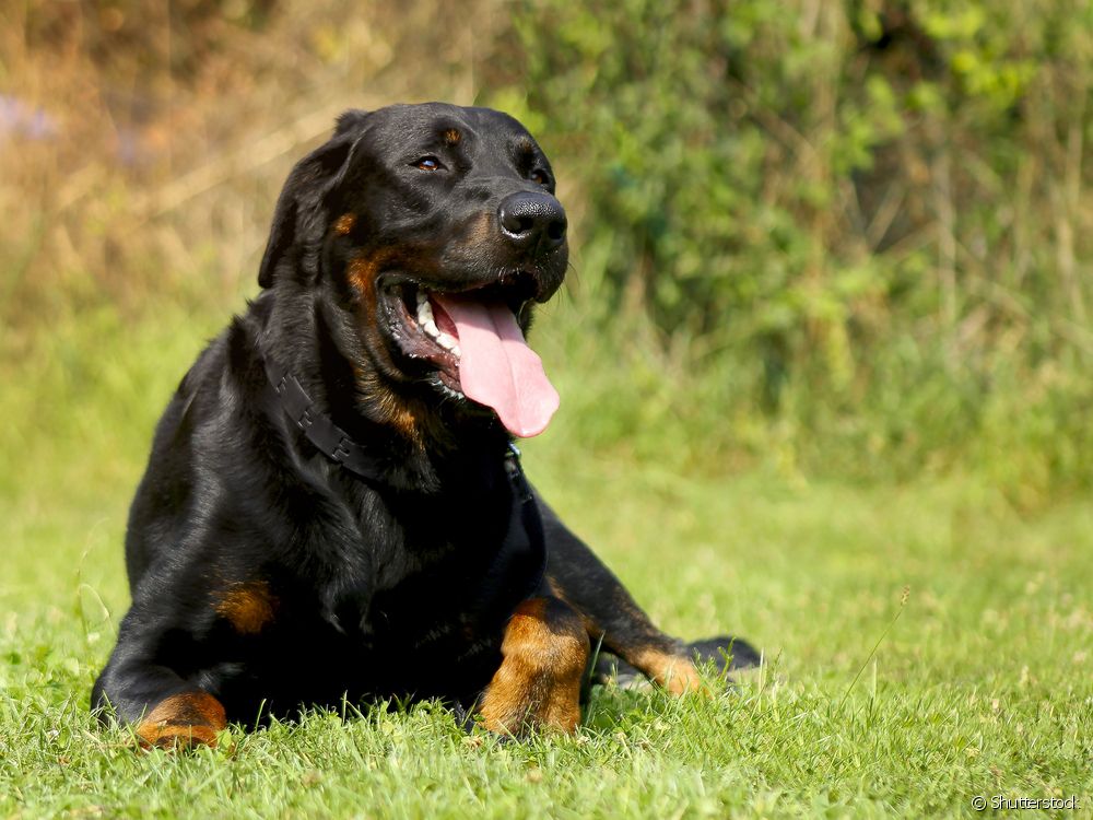  Nama anjing jantan: 200 pilihan untuk memanggil anjing besar dan gergasi