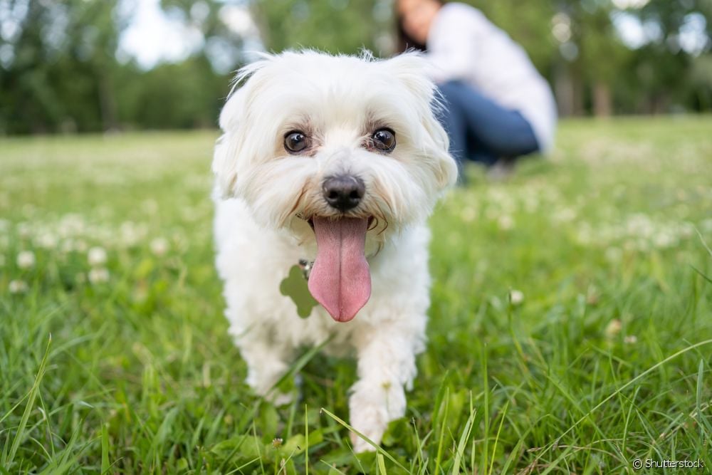  Baltā suņa vārds: 50 iespējas, kā izsaukt gaišu pārklājumu poch