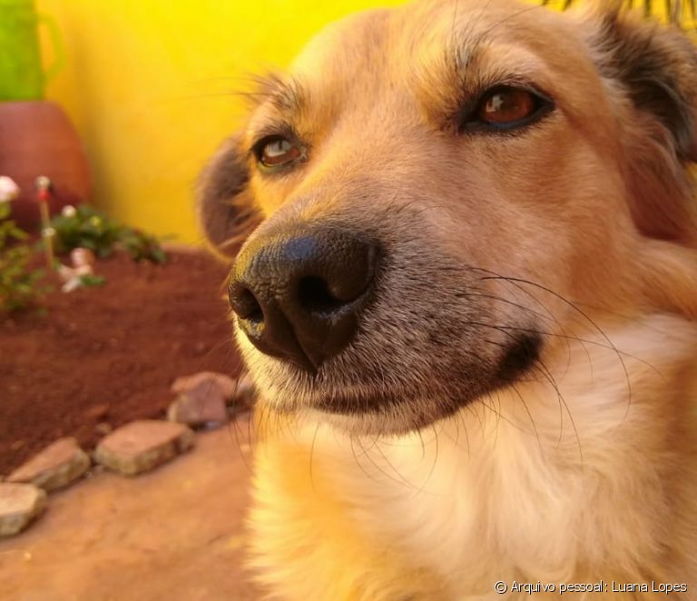  6 ting du trenger å vite før du adopterer en løs hund (valp eller voksen)
