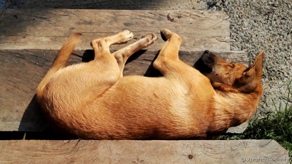  100 խորհուրդ, որոնք կօգնեն ընտրել կարամելային շան անուն
