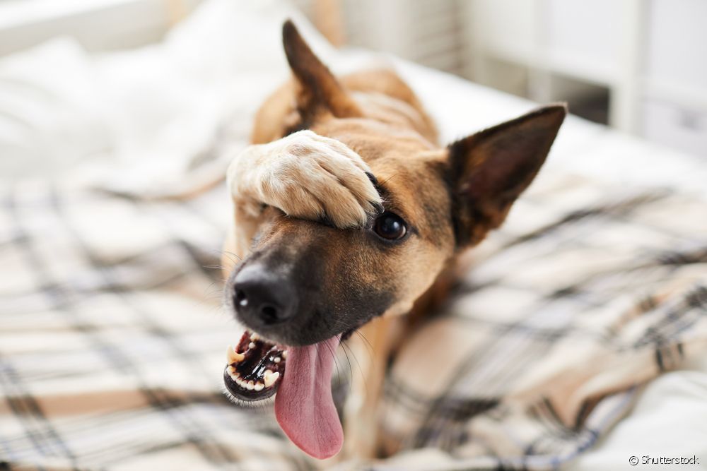  Виралата: шта очекивати од понашања пса СРД?