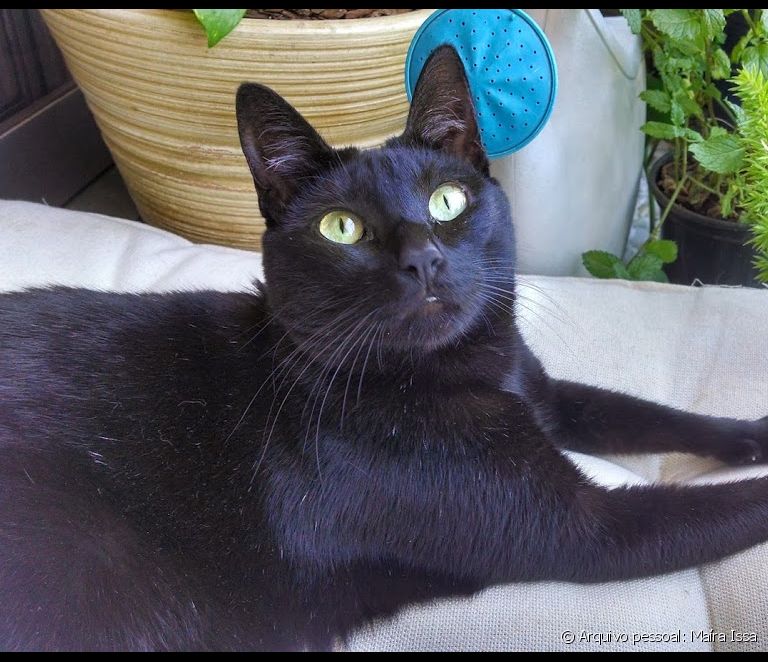  Ali so črne mačke res bolj ljubeznive od drugih mačk? Oglejte si, kako to vidijo nekateri lastniki!