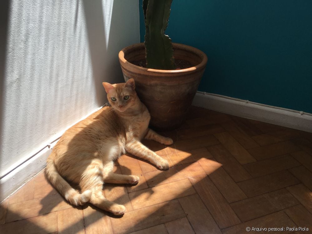  Geel of oranje kat: ontdek 'n paar prettige feite oor hierdie kat