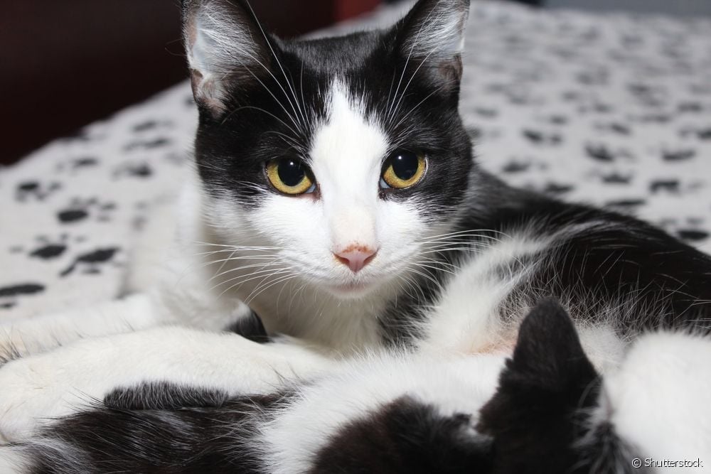  Navn på svarte og hvite katter: 100 forslag til å navngi katten din