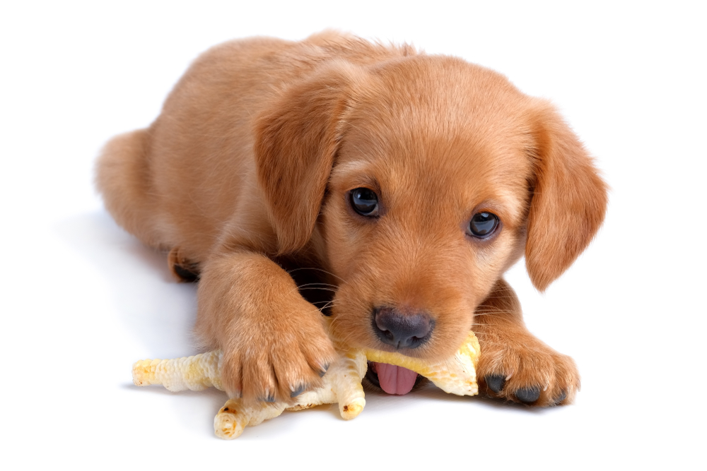  Kuracia stopa pre psov: je uvoľnená v psej strave alebo nie?