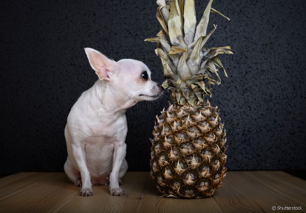  Ma kûçik dikarin ananas bixwin?