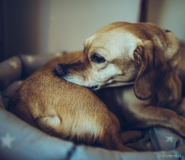  कुत्तों में खाद्य एलर्जी: कारण, लक्षण और उपचार क्या हैं?