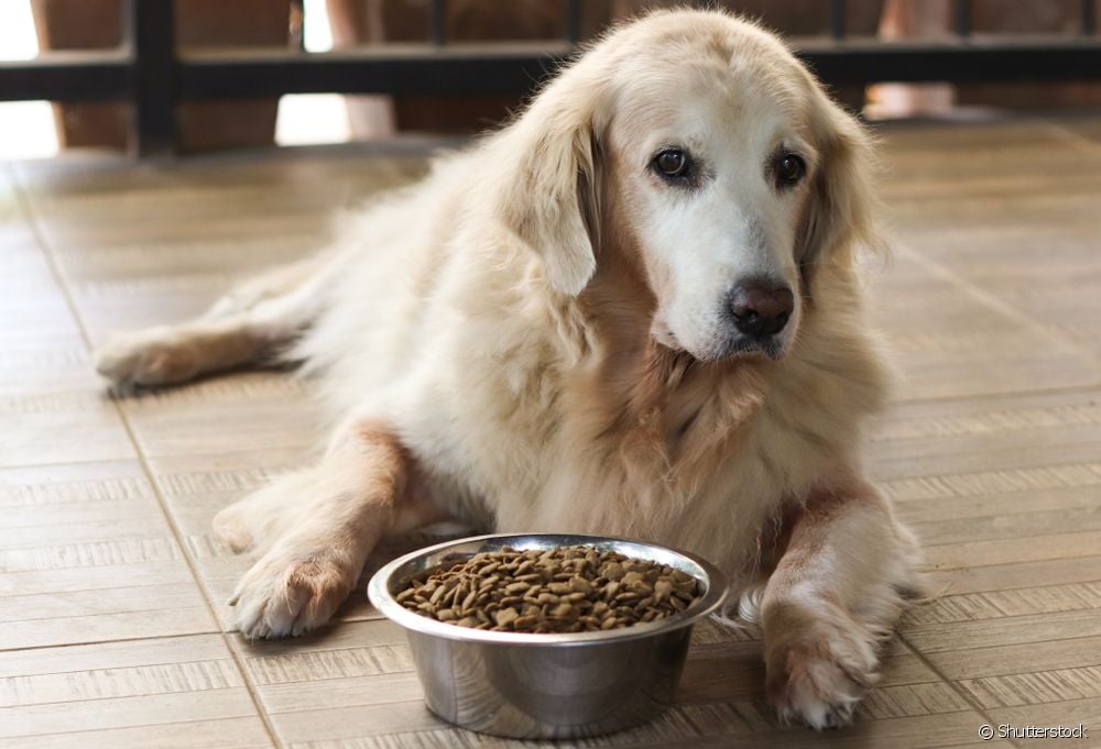 Comida para cans maiores: cal é a diferenza da comida para cans adultos, como elixir e como facer a transición?