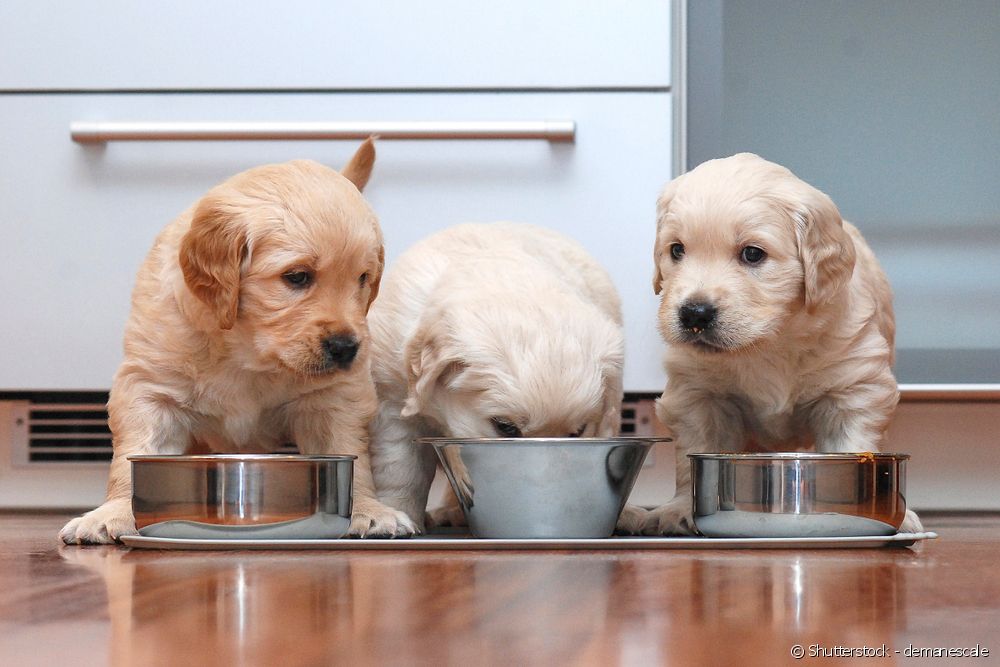  Makanan semulajadi untuk anjing: cara membuat diet berkhasiat untuk anjing anda