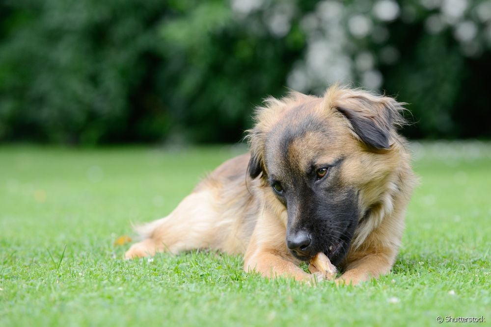  Ox auss suņiem: kā piedāvāt dehidrētu uzkodu? Vai tas ir droši? Kādi ir piesardzības pasākumi?