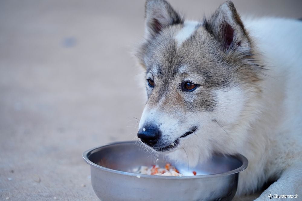  สุนัขสามารถกินหัวหอมและกระเทียมได้หรือไม่?