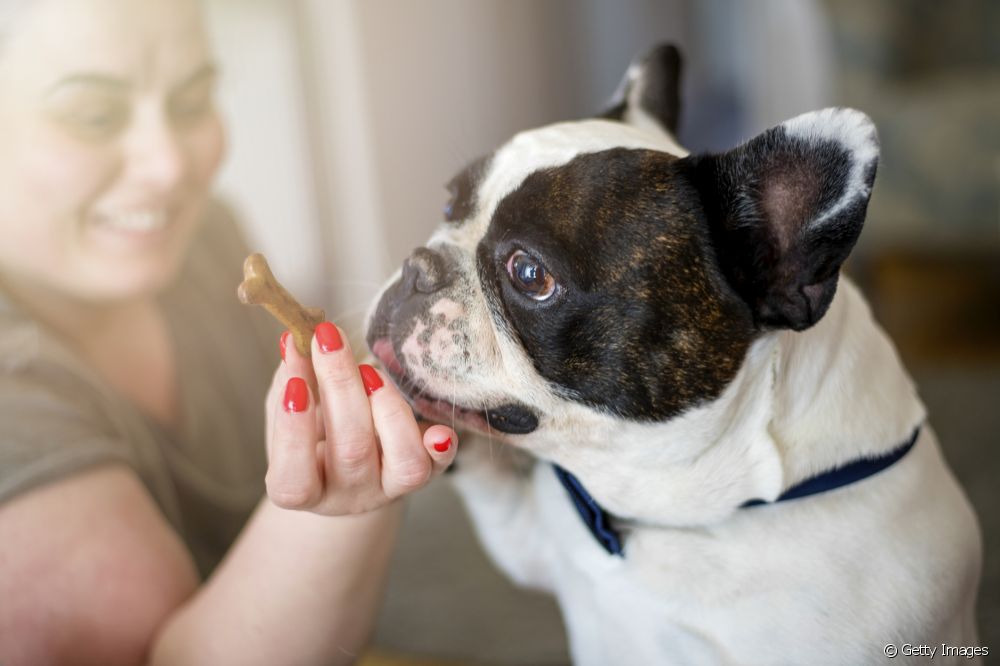  Hoe kun je een hond vetmesten zonder zijn gezondheid in gevaar te brengen?